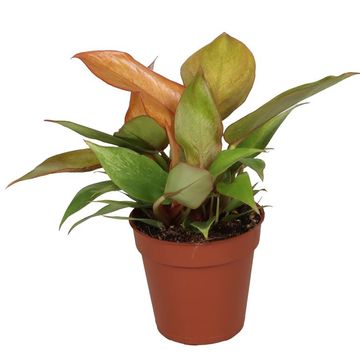 Philodendron 'Cherry Red'