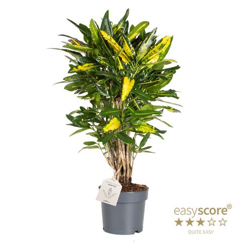 Codiaeum variegatum 'Sunny Star'