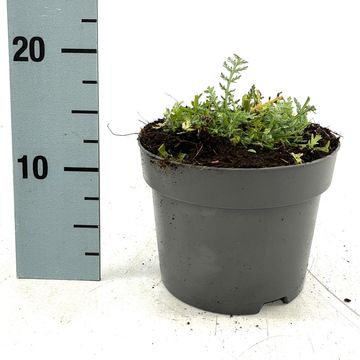 Achillea 'Moonshine'