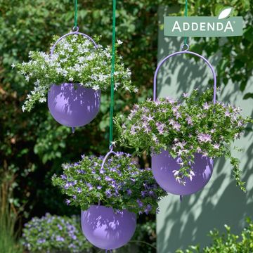 Campanula ADDENDA MIX