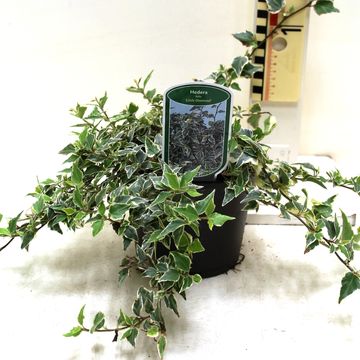 Hedera helix 'Little Diamond'