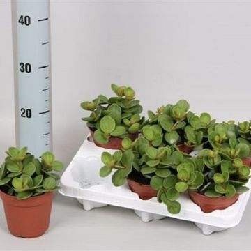 Peperomia tetraphylla 'Hope'