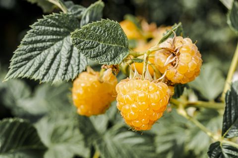 Rubus idaeus 'Fallgold'