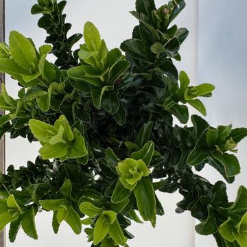 Euonymus japonicus 'Green Spire'