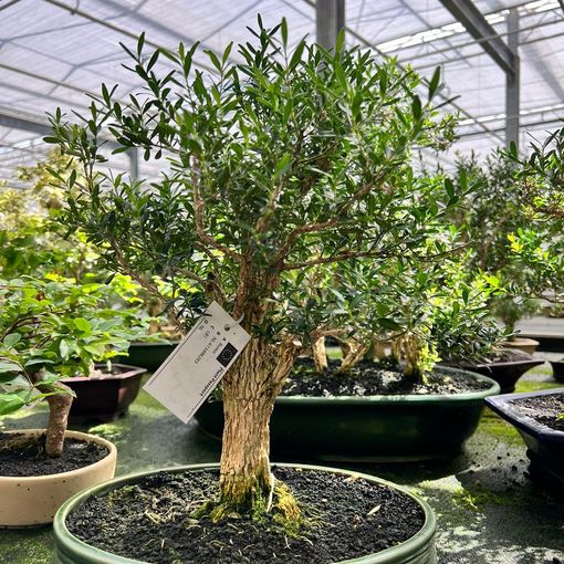 Buxus harlandii