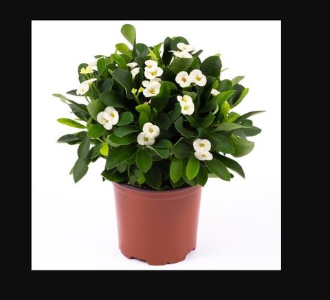 Euphorbia 'Helena'