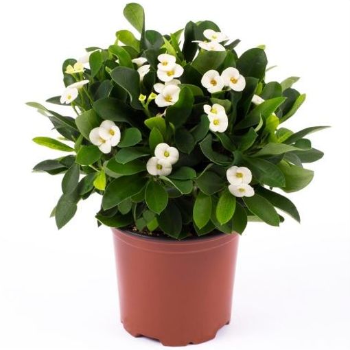 Euphorbia 'Helena' (Gasa DK)
