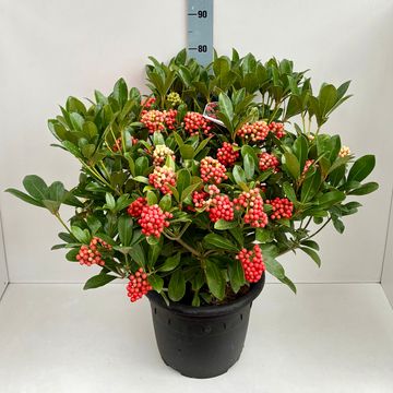 Skimmia japonica 'Temptation'