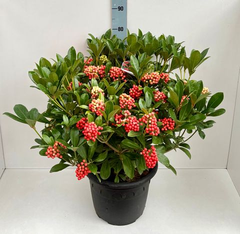 Skimmia japonica 'Temptation'