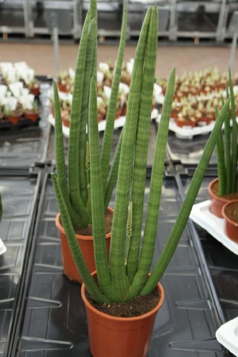 Sansevieria cylindrica 