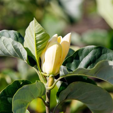 Magnolia denudata YELLOW RIVER
