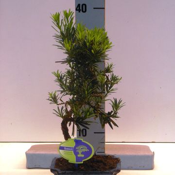 Podocarpus chinensis