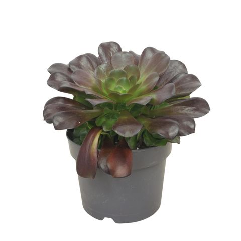 Aeonium arboreum 'Velours'