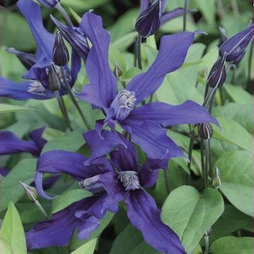 Clematis BLUE OCEAN (D)