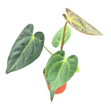Anthurium Dark Phoenix x Papillilaminum