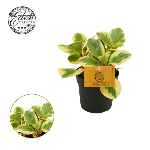 Peperomia obtusifolia 'Obtipan Bicolor'