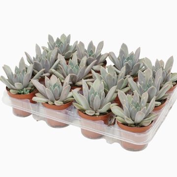 x Pachyveria 'Draco'