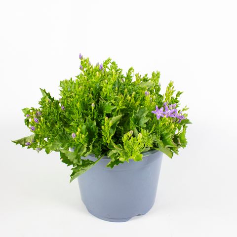 Campanula garganica