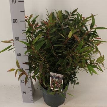 Leucothoe keiskei BURNING LOVE