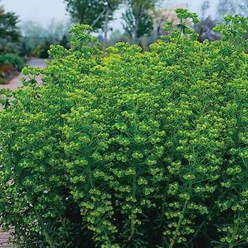 Euphorbia amygdaloides robbiae