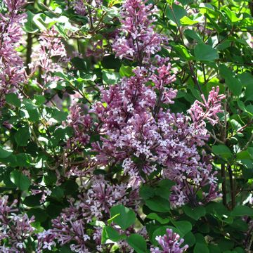 Syringa meyeri 'Palibin'