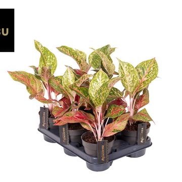 Aglaonema 'Samba Red'