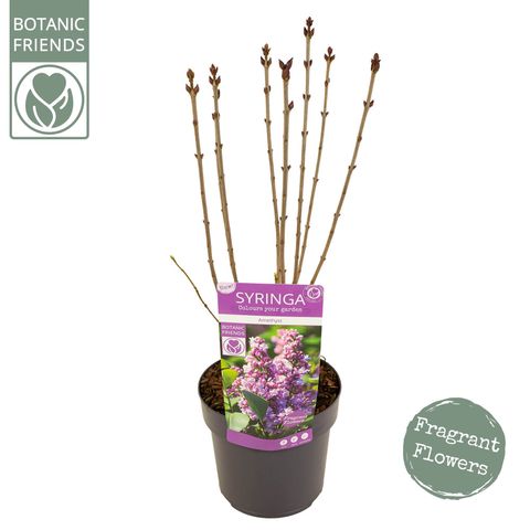 Syringa vulgaris 'Amethyst'