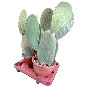 Opuntia ficus-indica