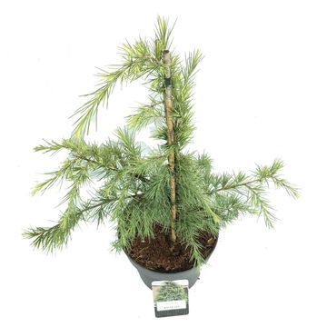Cedrus deodara 'White Imp'