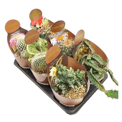 Cactus MIX