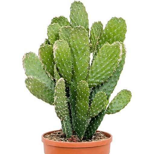 Opuntia consolea