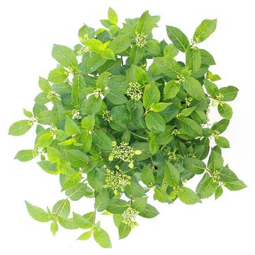 Hydrangea RUNAWAY BRIDE