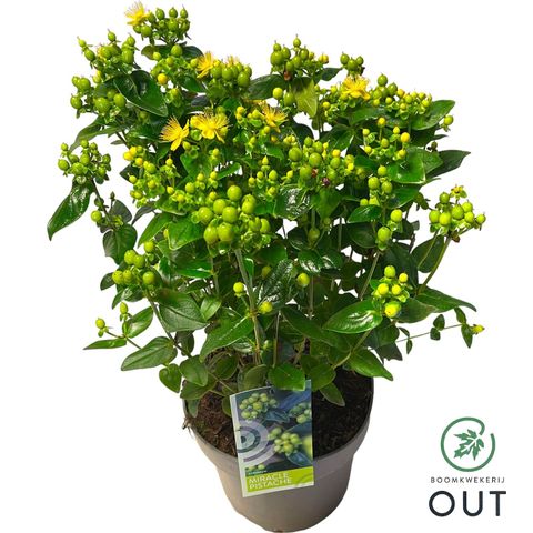 Hypericum MIRACLE PISTACHE