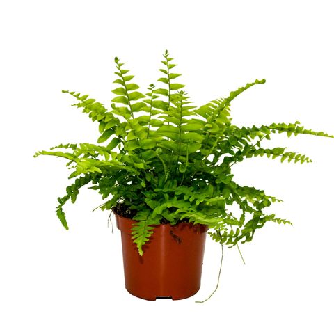 Nephrolepis exaltata 'Boston Blue Bell'