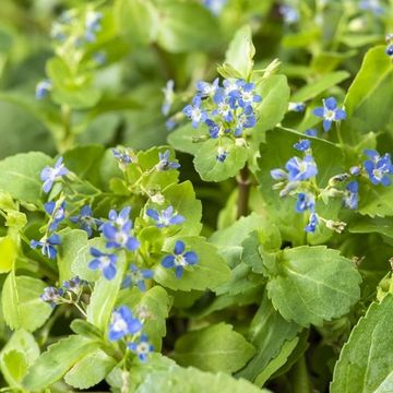 Veronica beccabunga