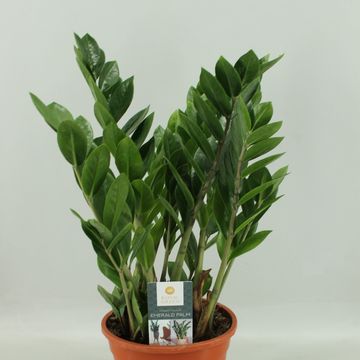 Zamioculcas zamiifolia