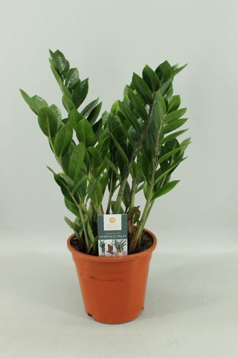 Zamioculcas zamiifolia