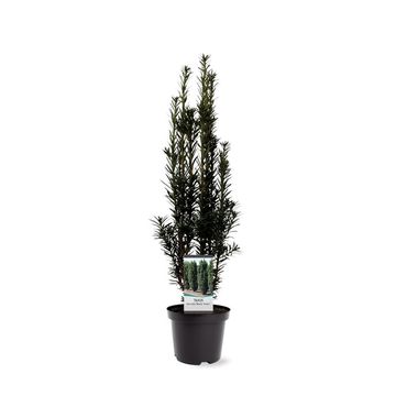 Taxus baccata 'Black Tower'