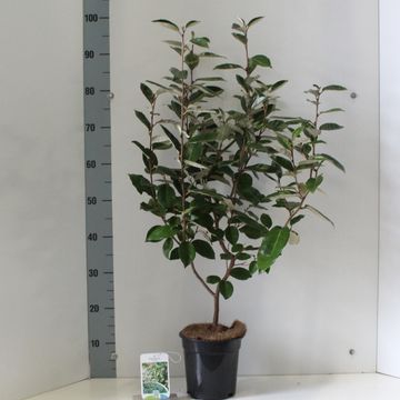 Elaeagnus x ebbingei