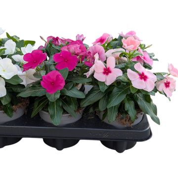 Catharanthus roseus MIX