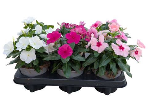 Catharanthus roseus MIX