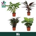 Calathea MIX