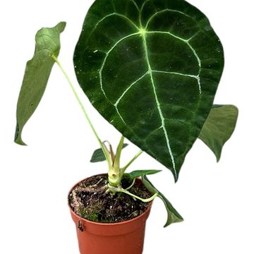 Anthurium forgetii SILVER