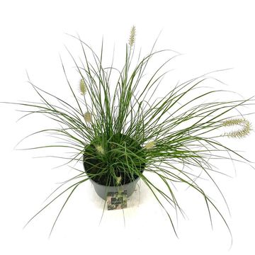 Pennisetum alopecuroides 'Hameln'