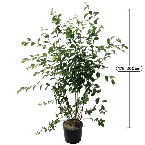 Amelanchier lamarckii