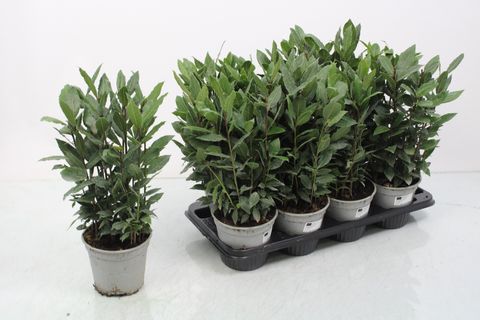 Vip Laurus Laurus nobilis — Mayorista de plantas FlorAccess