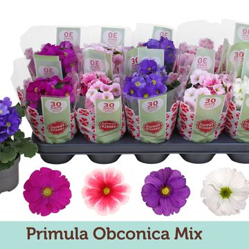 Primula obconica SWEET KISSES AMORE MIX