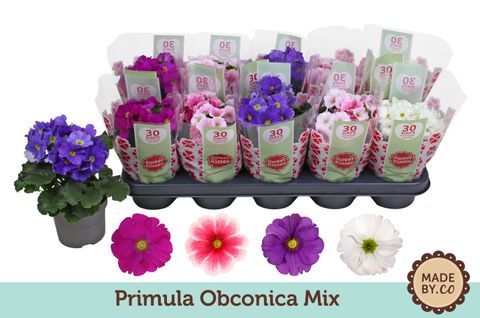 Primula obconica SWEET KISSES AMORE MIX