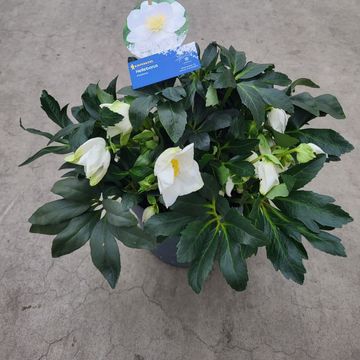 Helleborus niger HGC JERRY