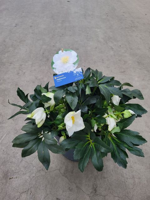 Helleborus niger HGC JERRY